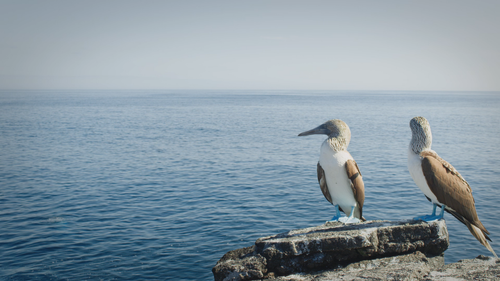 David.Attenboroughs.Galapagos.S01E01.Origin.2160p.NOW.WEB DL.DDP5.1.H.265 RAWR.0:37:41.png