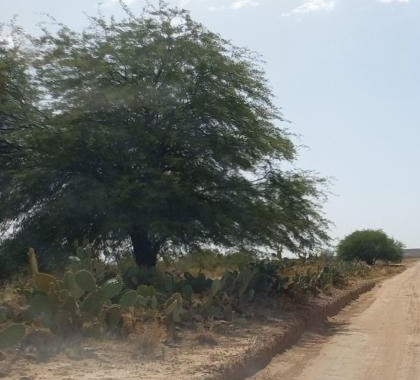 left tree cactus.jpg