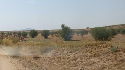 right trees.jpg