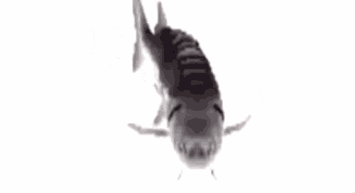 spinning fish.gif