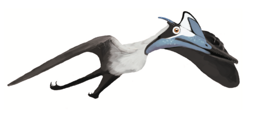 Pterodactylus BMMS7 life.png