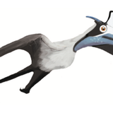 Pterodactylus BMMS7 life