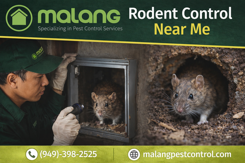 Trusted Rodent Control Near Me Fast & Effective Solutions.png