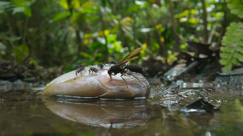 Secrets.of.the.Bees.S01E01.The.Hive.2160p.DSNP.WEB DL.CZ EN.DD+5.1.DoVi.HDR.HEVC NTb.mkv 20260402 06.jpg