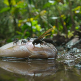 Secrets.of.the.Bees.S01E01.The.Hive.2160p.DSNP.WEB DL.CZ EN.DD+5.1.DoVi.HDR.HEVC NTb.mkv 20260402 06