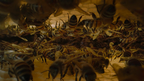 Secrets.of.the.Bees.S01E01.The.Hive.2160p.DSNP.WEB DL.CZ EN.DD+5.1.DoVi.HDR.HEVC NTb.mkv 20260402 06.jpg