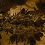 Secrets.of.the.Bees.S01E01.The.Hive.2160p.DSNP.WEB DL.CZ EN.DD+5.1.DoVi.HDR.HEVC NTb.mkv 20260402 06