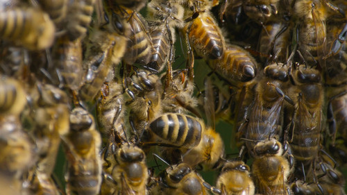 Secrets.of.the.Bees.S01E01.The.Hive.2160p.DSNP.WEB DL.CZ EN.DD+5.1.DoVi.HDR.HEVC NTb.mkv 20260402 06.jpg