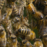 Secrets.of.the.Bees.S01E01.The.Hive.2160p.DSNP.WEB DL.CZ EN.DD+5.1.DoVi.HDR.HEVC NTb.mkv 20260402 06