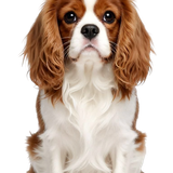 afd78af8d932de5388950c758ad6570c pixian ai