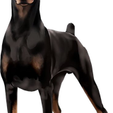 580ff07be9221f0834e51fa4291b41eb pixian ai