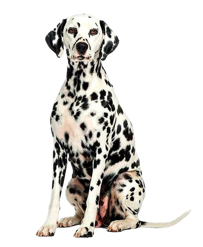 4b782e05fed3d2e8e4b588bac48792ec pixian ai.png