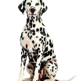 4b782e05fed3d2e8e4b588bac48792ec pixian ai