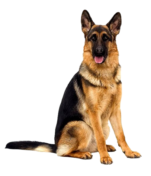 6f02cbefe6a9cf8256f660cf178188e2 pixian ai.png