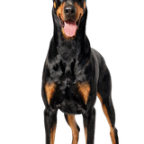 2e5e5265e039f1c4829f26dd49cafb45 pixian ai