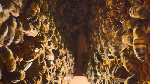 Secrets.of.the.Bees.S01E02.The.Pollinators.1080p.DSNP.WEB DL.CZ EN.DD+5.1.H.264 playWEB.mkv 20260402.jpg