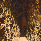 Secrets.of.the.Bees.S01E02.The.Pollinators.1080p.DSNP.WEB DL.CZ EN.DD+5.1.H.264 playWEB.mkv 20260402