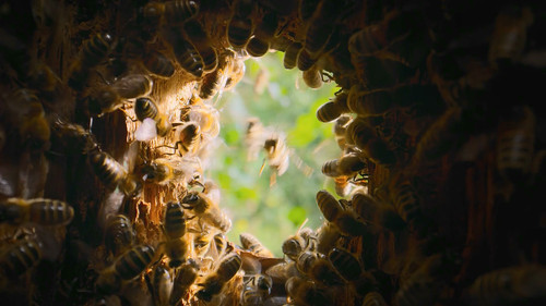 Secrets.of.the.Bees.S01E02.The.Pollinators.1080p.DSNP.WEB DL.CZ EN.DD+5.1.H.264 playWEB.mkv 20260402.jpg