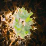 Secrets.of.the.Bees.S01E02.The.Pollinators.1080p.DSNP.WEB DL.CZ EN.DD+5.1.H.264 playWEB.mkv 20260402