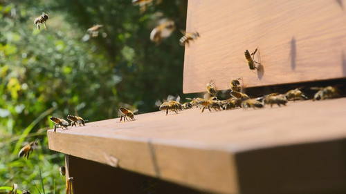 Secrets.of.the.Bees.S01E02.The.Pollinators.1080p.DSNP.WEB DL.CZ EN.DD+5.1.H.264 playWEB.mkv 20260402.jpg