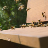 Secrets.of.the.Bees.S01E02.The.Pollinators.1080p.DSNP.WEB DL.CZ EN.DD+5.1.H.264 playWEB.mkv 20260402