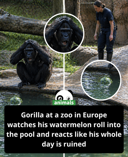 4. Gorilla Ai story.png