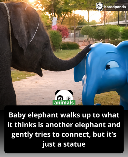 469. A baby elephant gently approaches what it believes is another elephant, unaware it is only a fi.png