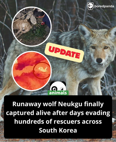 474. Neukgu, the two year old wolf who broke loose from a South Korean zoo and captured the nation's.png