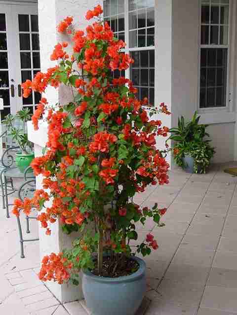 gardens rare orange climbing bougainvillea 1 healthy small live original imafqdg5fd8htes9.jpg