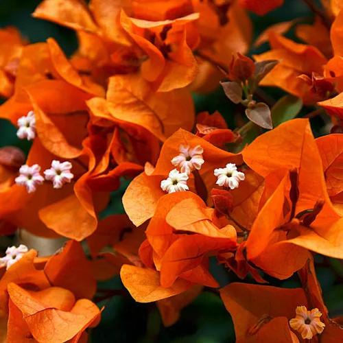Bougainvillea Orange Flower Plant 4.jpg