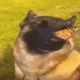 IMG 4093.gif