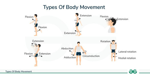 Types Of Body Movement.jpg