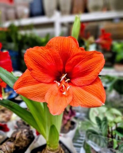 Orange Amaryllis flower in a flower shop..jpg