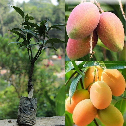 61Flcnuf2aL. AC UF1000,1000 QL80 .jpg