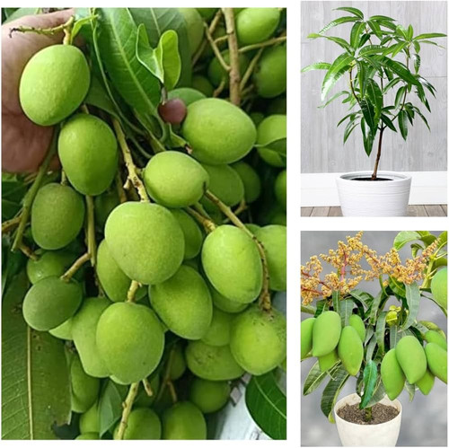 61Yqom6pR+L. AC UF1000,1000 QL80 .jpg