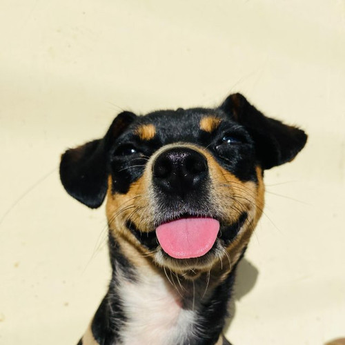 Tobis1101.jpg