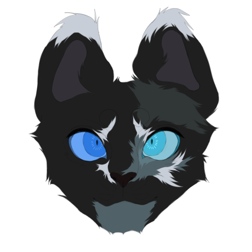 кот3.png
