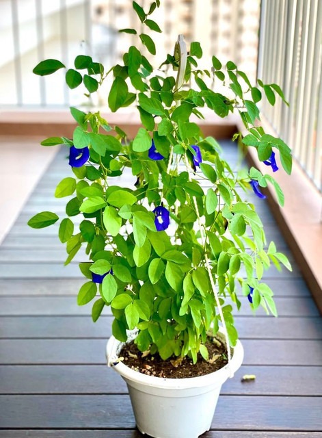 annual no yes butterfly pea 0 po.jpg