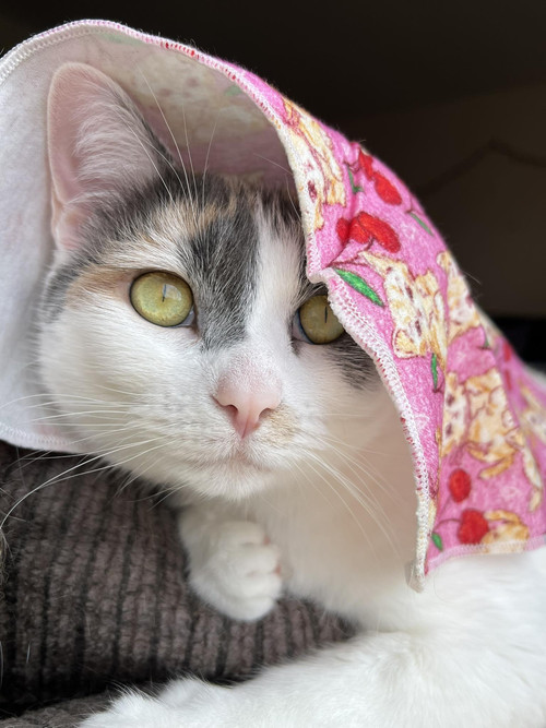 672684332 1536659534490072 4740576379166919394 n.jpg