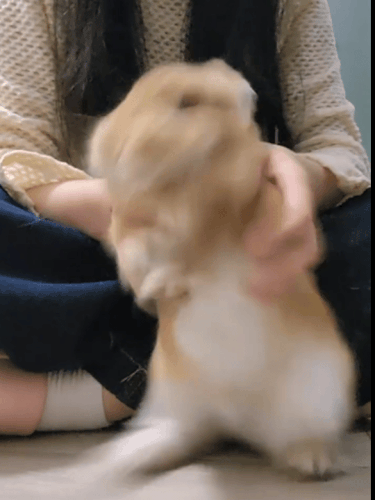 img 1776700435978006ddmTSgy1icdlpads64g30f00k04qz.gif