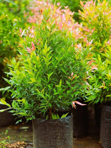 81K1h6wY9ZL. SY879.jpg