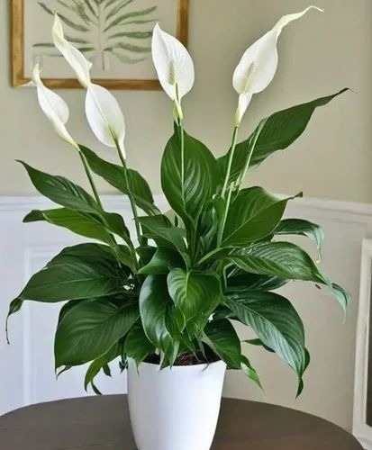 plulwa peace lily flower plant 5.jpg