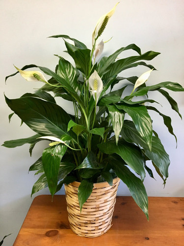peace lily 2.jpg