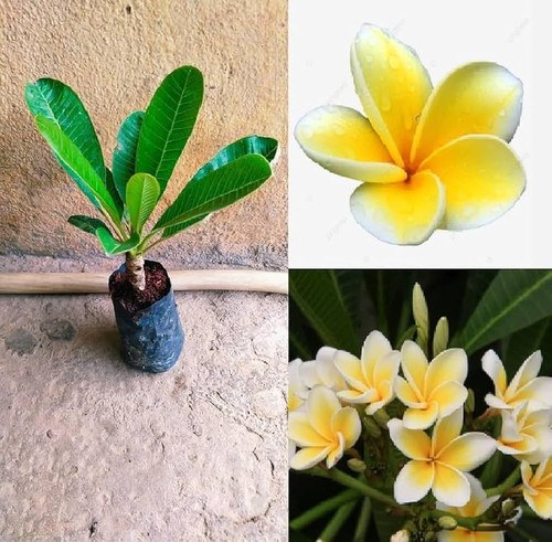 71dVJm9a tL. AC UF1000,1000 QL80 .jpg