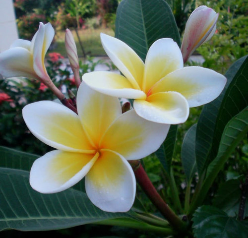 Frangipani.jpg