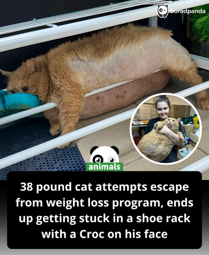 476. A 38 pound cat named Crumbs gained widespread attention after an unusual and memorable incident.png