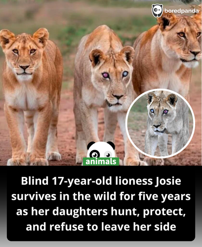 477. Josie, a lioness in South Africa’s Addo Elephant National Park, defied nature by surviving for .png