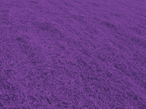 temp.png