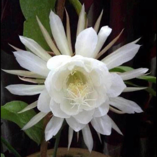 image 1024x1024 2x 7f980df6 f9fd 4730 a36a bcc92dd66fde.jpg