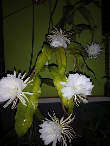 51raA1W7bcL. AC UF1000,1000 QL80 .jpg